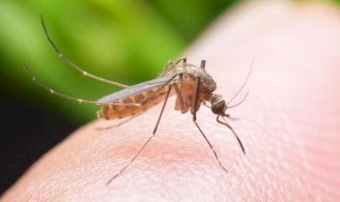 मच्छरों को किस ब्लड ग्रुप के लोगों का खून पसंद है और मच्छरों की क्षमता कितनी होती है। जानिए सब कुछ...