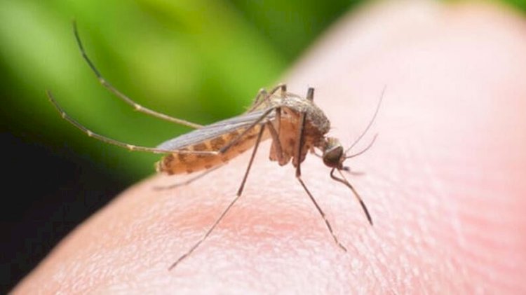मच्छरों को किस ब्लड ग्रुप के लोगों का खून पसंद है और मच्छरों की क्षमता कितनी होती है। जानिए सब कुछ...